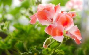 好看的盆栽植物花卉图片_2