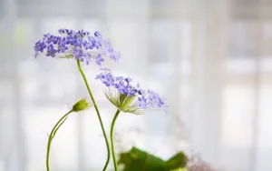 好看的盆栽植物花卉图片_4