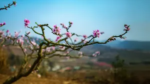 唯美桃花林图片壁纸_2