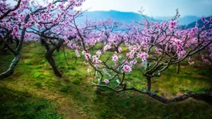 唯美桃花林图片壁纸_3