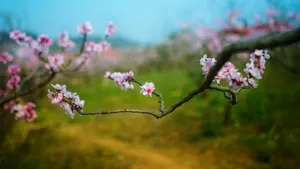 唯美桃花林图片壁纸_5