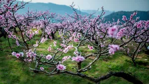 唯美桃花林图片壁纸_6