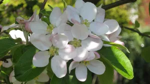 苹果花图片_5