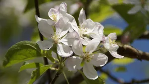 苹果花图片_7