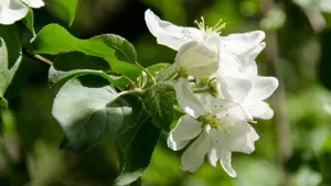 苹果花图片_9