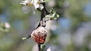 苹果花图片_10