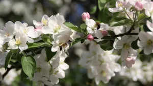 苹果花图片_14