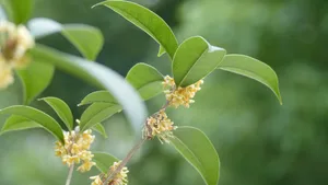 八月十五桂花香图片_1