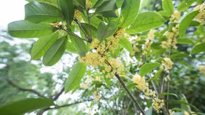 八月十五桂花香图片_3
