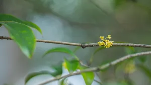 八月十五桂花香图片_4