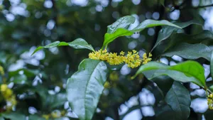 八月十五桂花香图片_5