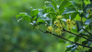 八月十五桂花香图片_6