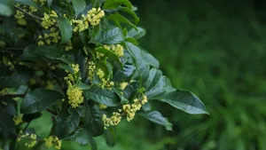 八月十五桂花香图片_7