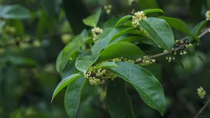 八月十五桂花香图片_10