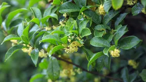 八月十五桂花香图片_11