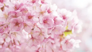 5K樱花高清大图图片_2