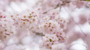 5K樱花高清大图图片_3