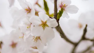 5K樱花高清大图图片_4