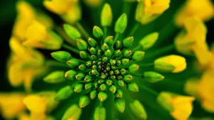 田园油菜花图片壁纸_2