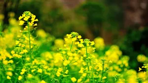 田园油菜花图片壁纸_4