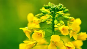田园油菜花图片壁纸_5