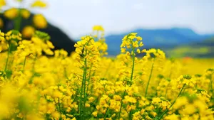田园油菜花图片壁纸_6