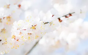 唯美朦胧樱花图片壁纸_2