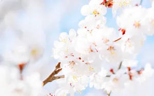 唯美朦胧樱花图片壁纸_3