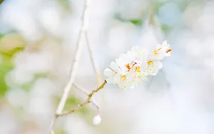唯美朦胧樱花图片壁纸_4