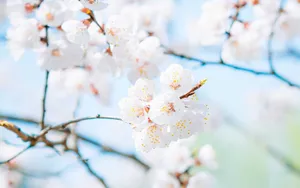 唯美朦胧樱花图片壁纸_5