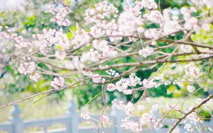 唯美朦胧樱花图片壁纸_6