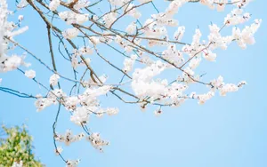 唯美朦胧樱花图片壁纸_7