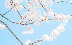 唯美朦胧樱花图片壁纸_8