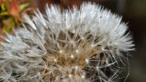 蒲公英的花语图片_2