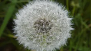蒲公英的花语图片_3