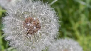 蒲公英的花语图片_4