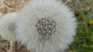 蒲公英的花语图片_6