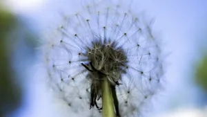 蒲公英的花语图片_7
