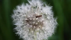 蒲公英的花语图片_8