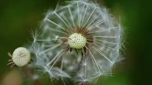 蒲公英的花语图片_9