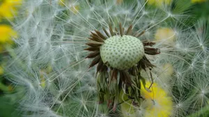 蒲公英的花语图片_10