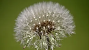 蒲公英的花语图片_12