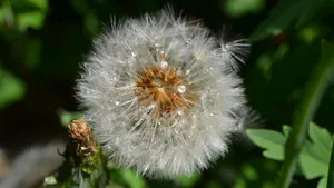 蒲公英的花语图片_13