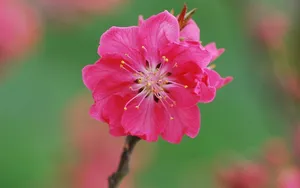 好看的三月桃花图片_1