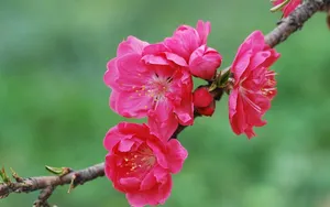 好看的三月桃花图片_2