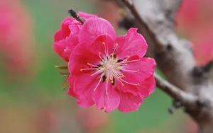好看的三月桃花图片_4
