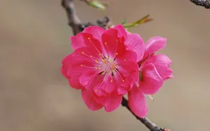 好看的三月桃花图片_5
