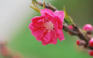 好看的三月桃花图片_6