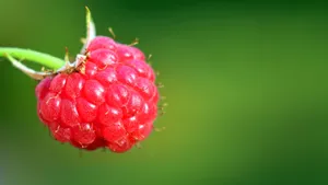 高清树莓图片_8