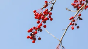 红豆相思豆图片_8